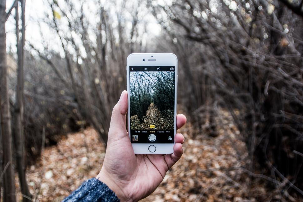 Free Image of Person Capturing Forest Scene 
