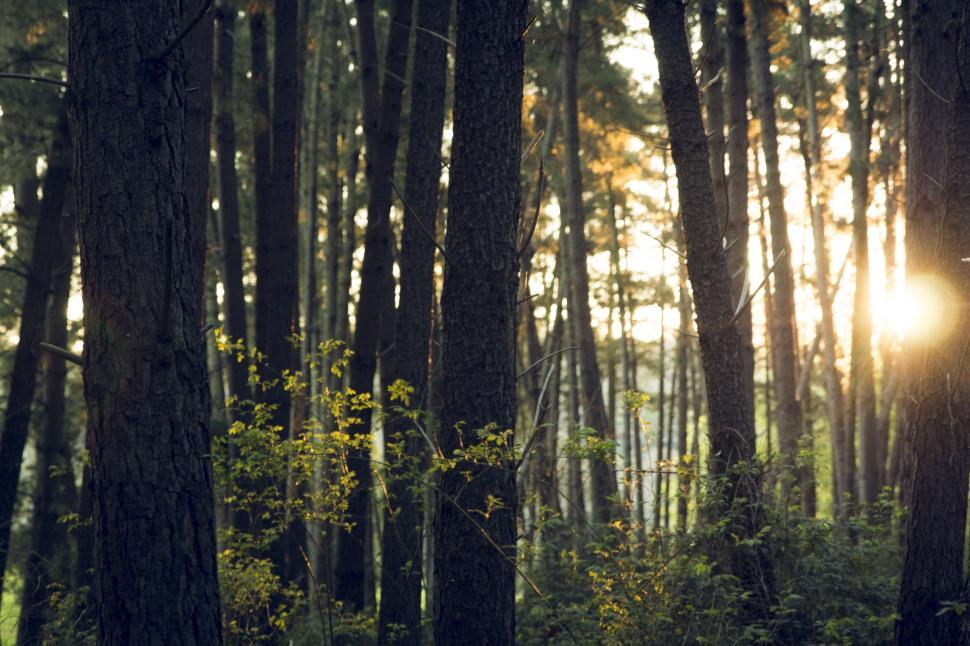 Free Image of Sun Shining Through Trees in Forest 