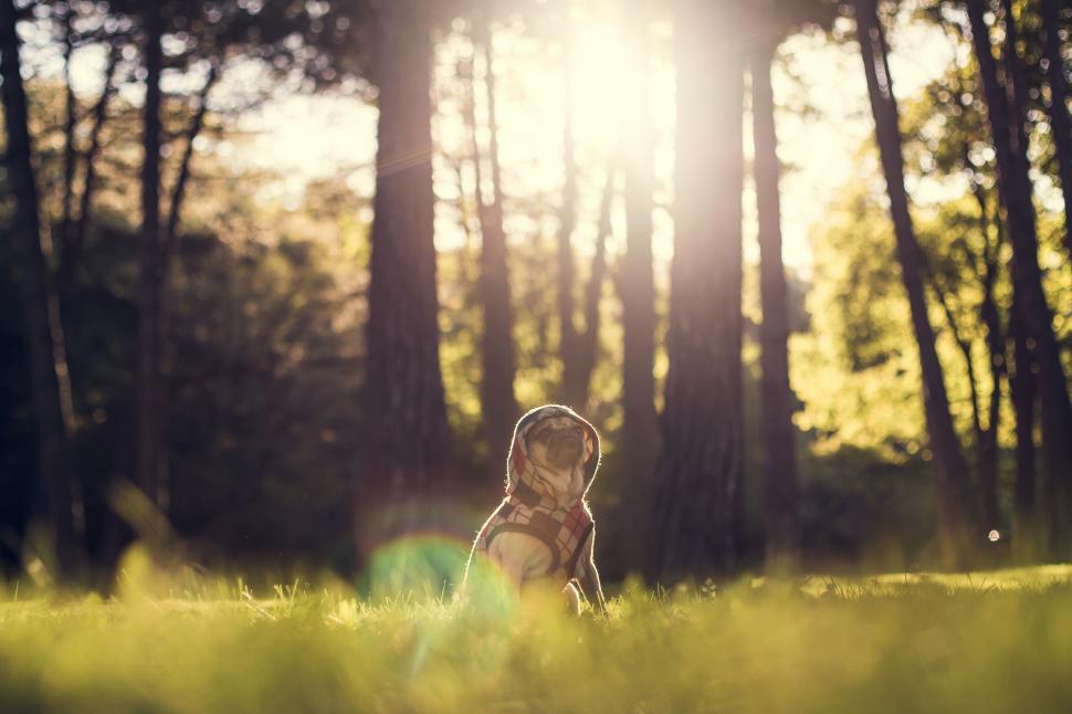 Free Image of Small Dog Sitting in the Middle of a Forest 