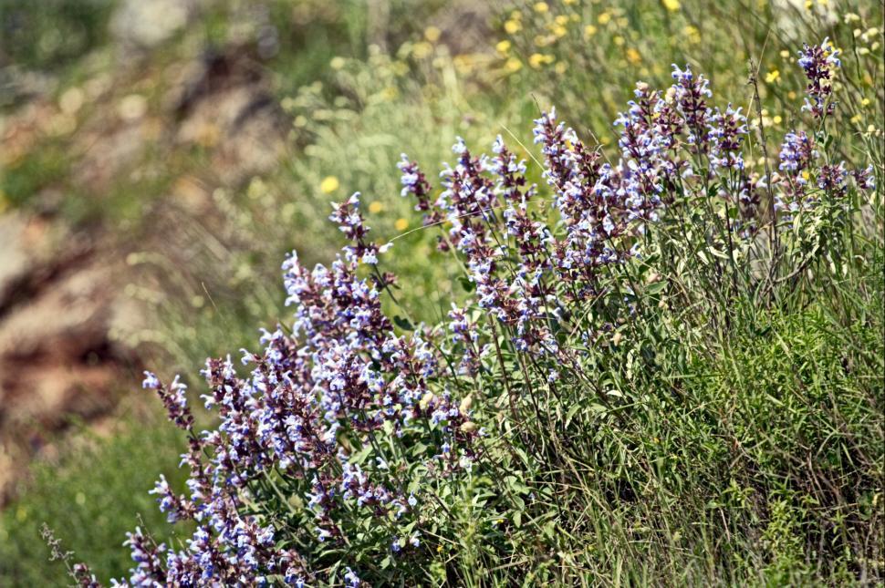 Free Image of Purple sage 