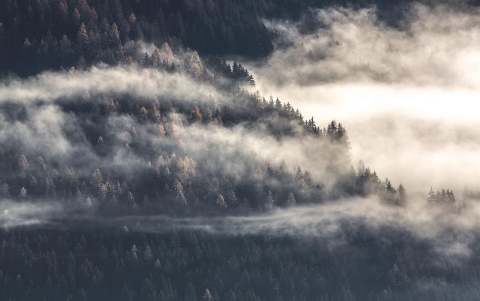 Free Image of Misty Forest Landscape in Monochrome 
