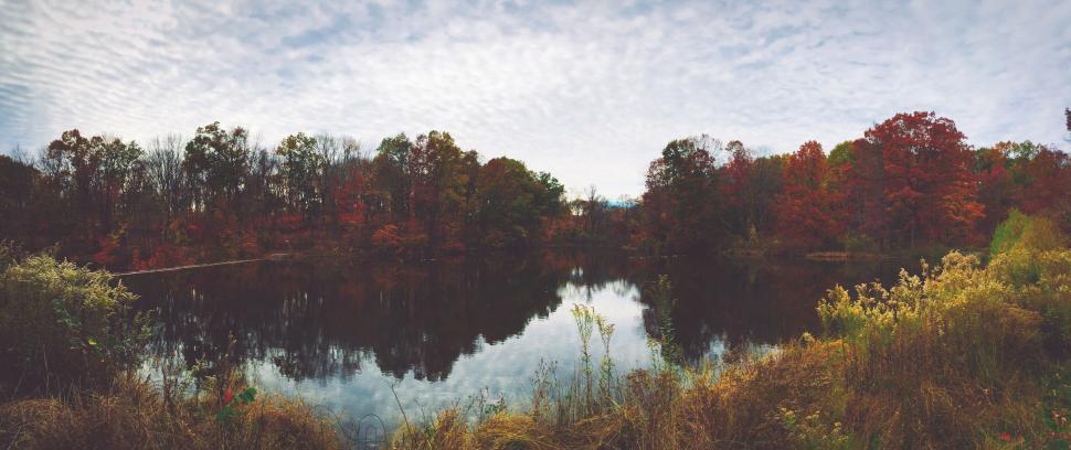 Free Image of Scenic Lake Surrounded by Tall Grass and Trees 