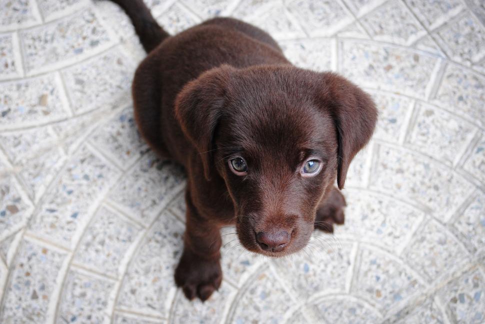 Free Image of Black Puppy Looking Up at Camera 
