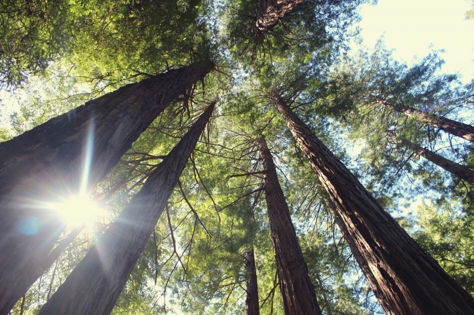 Free Image of Sun Shines Through Tall Trees in Forest 