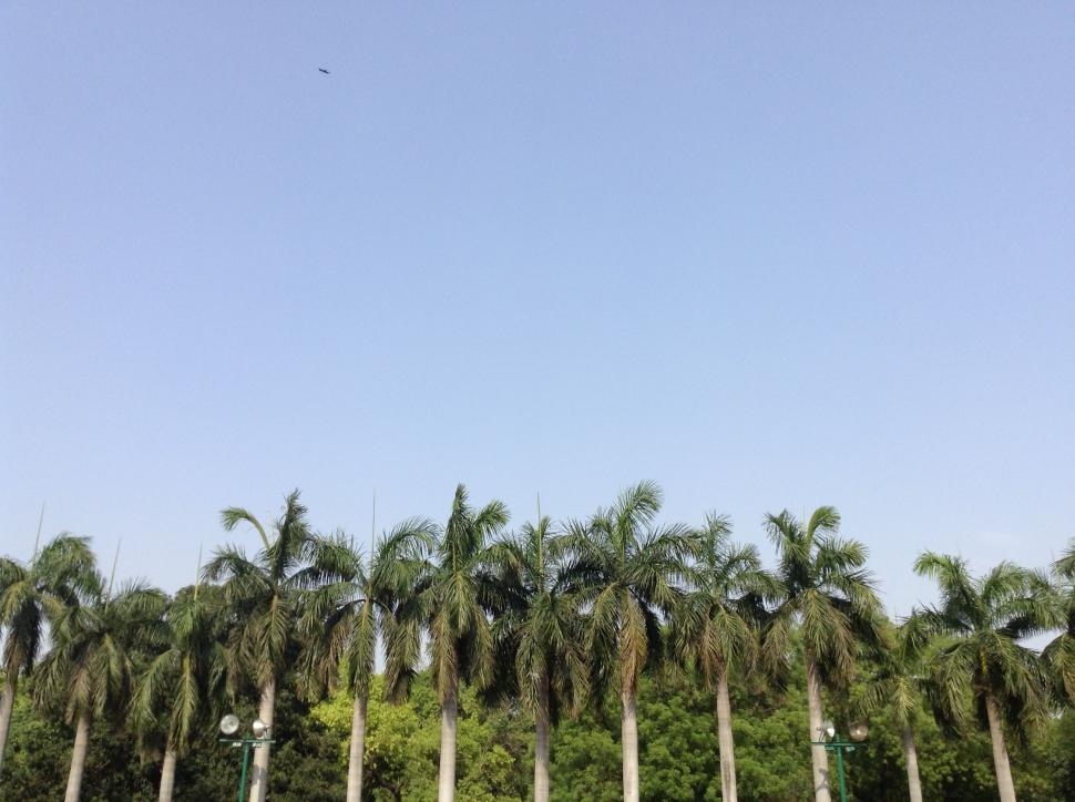 Free Image of Row of Palm Trees Against Blue Sky 