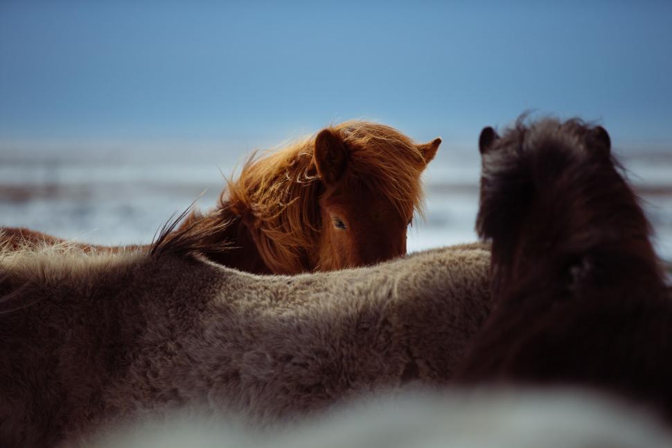 Free Image of Herd of Horses Standing Next to Each Other 