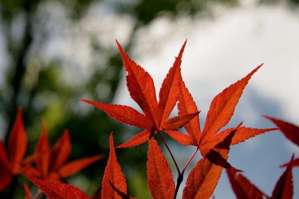 Free Image of Close-Up of Leafy Plant With Sky Background 