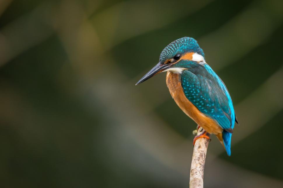 Free Image of Blue and Orange Bird Perched on Branch 