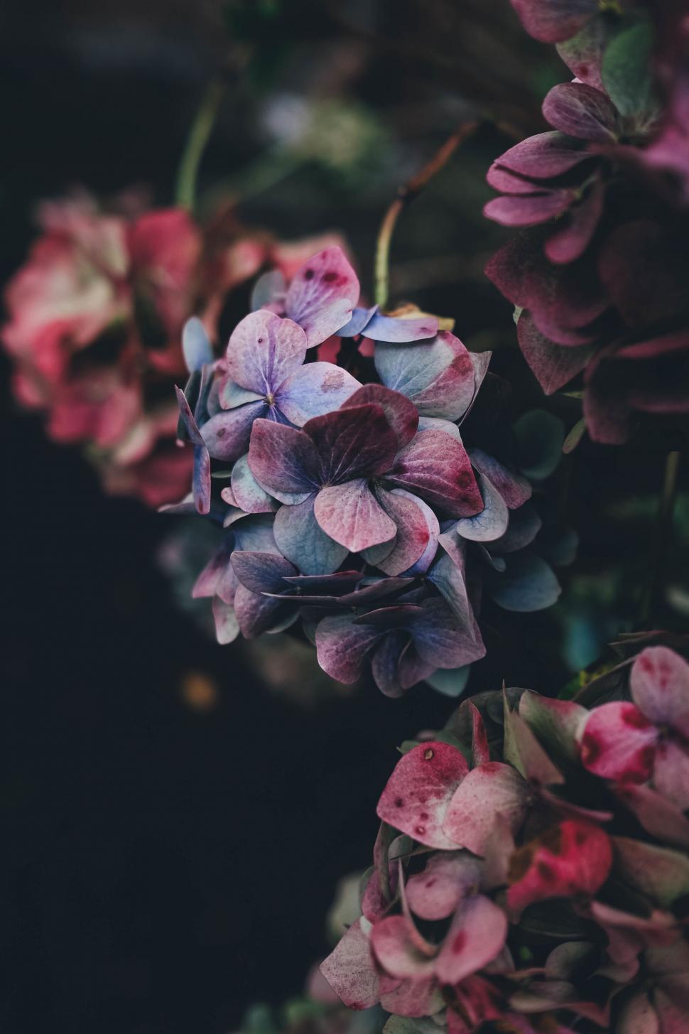 Free Image of Vibrant Close-Up of Colorful Flower Bouquet 