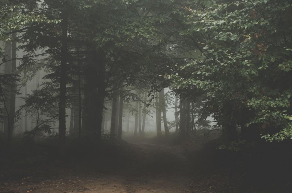 Free Image of Foggy Forest in Black and White 