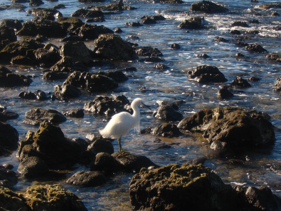 Free Image of beach birds 