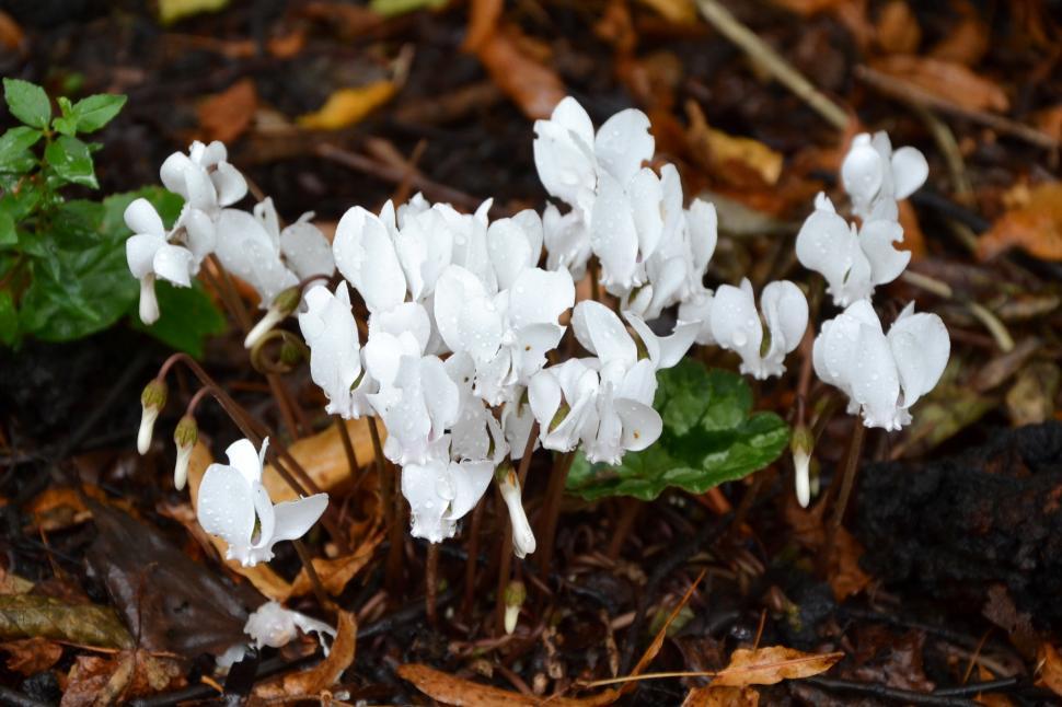 Free Image of White cyclamen  