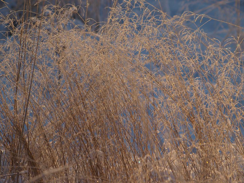 Free Image of Frozen forest plants 