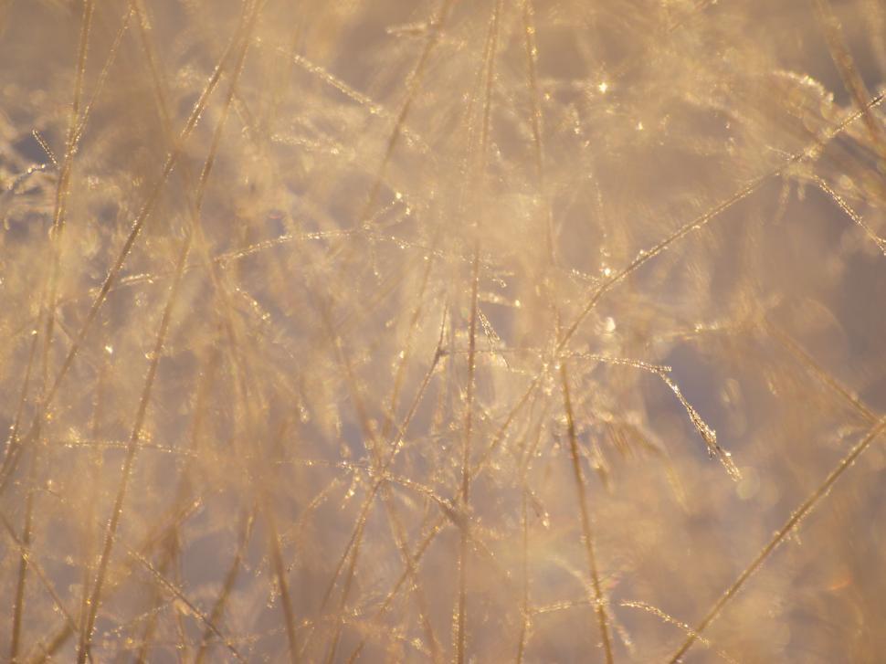 Free Image of Frozen plants in ice 
