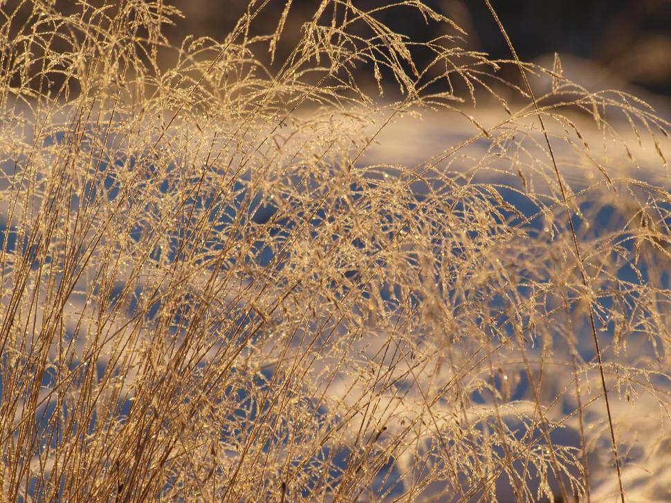 Free Image of Frozen plants 