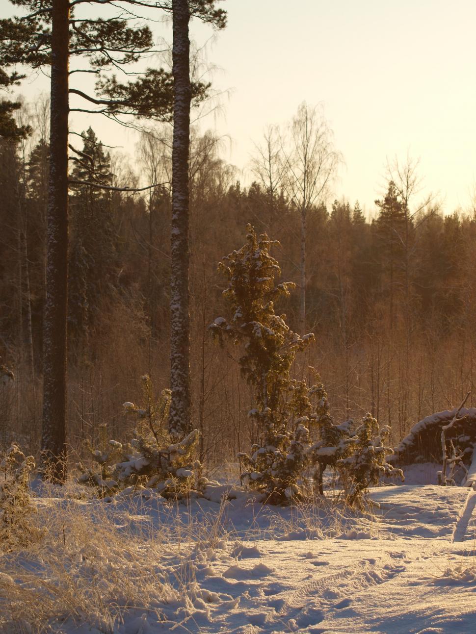 Free Image of Snow and Frozen forest  