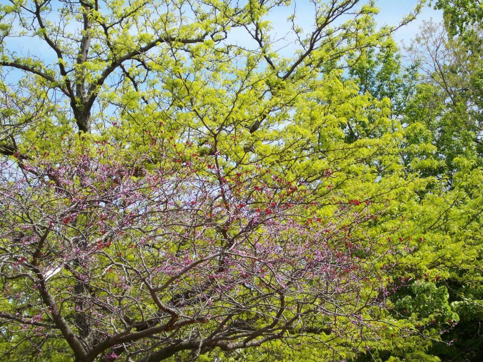 Free Stock Photo of Spring Trees | Download Free Images and Free ...