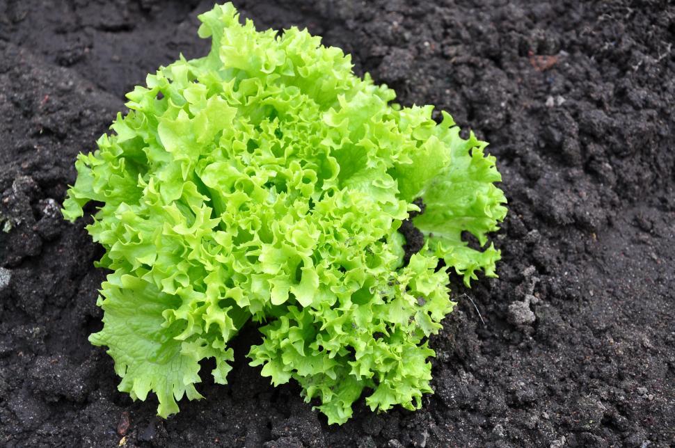 Free Image of Lettuce in the garden 