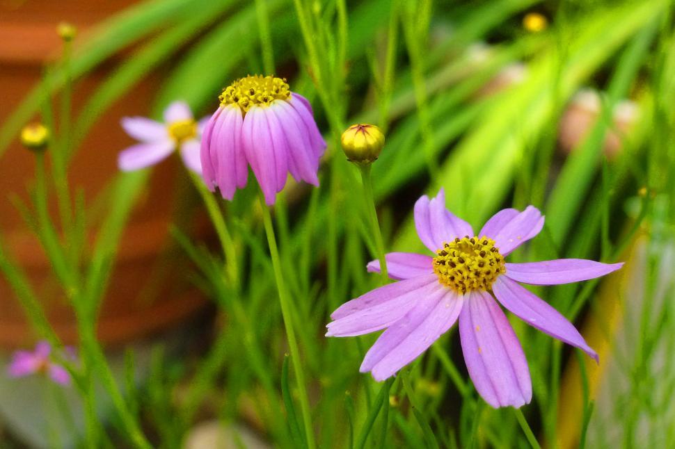 Free Image of Pink Coreopsis Flowers 