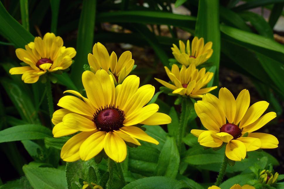 Free Image of Black-Eyed Susan Flowers in Bloom 