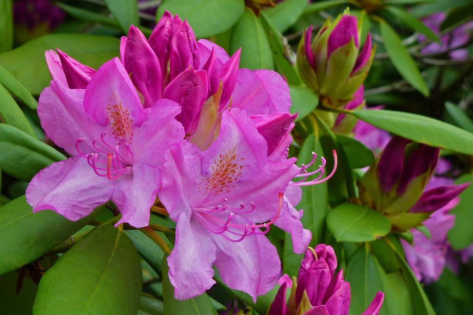 Free Image of Pink Rhododendron Blooms 