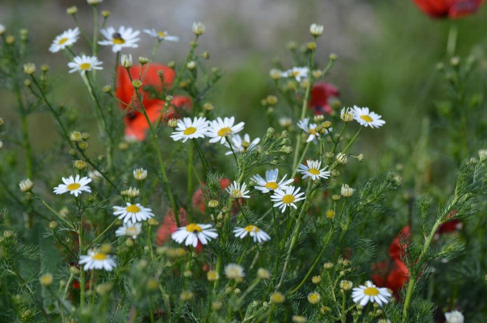 Free Image of Red Poppy and White Chamomile flowers in the green field  