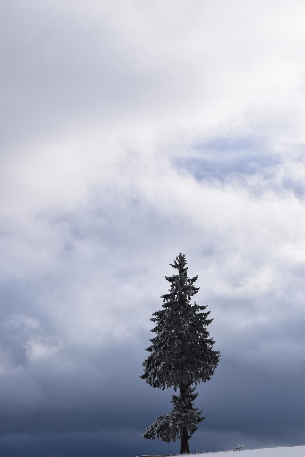 Free Image of Single tree covered with snow  