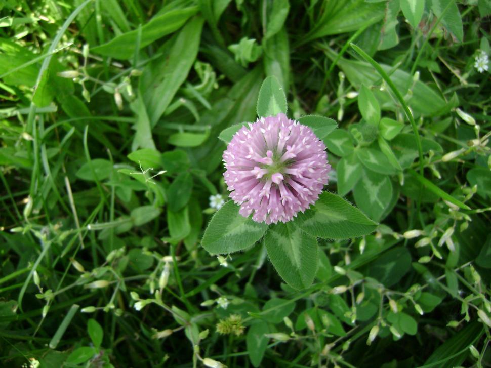 Free Image of Flower Burst 
