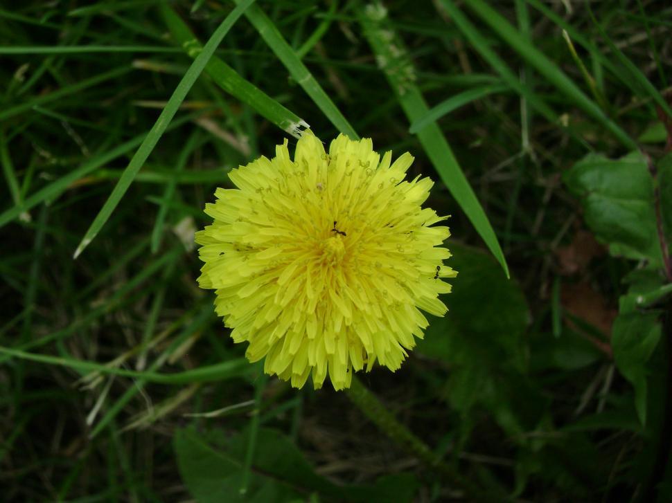 Free Image of Flower Burst with Ants 