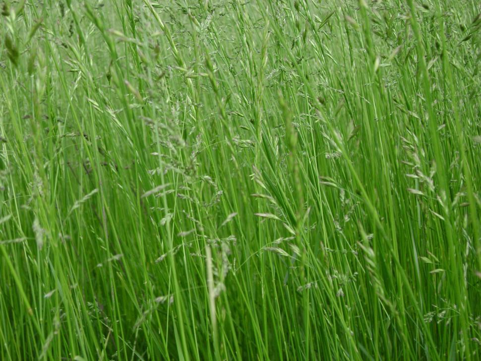 Free Image of Rolling Fields 