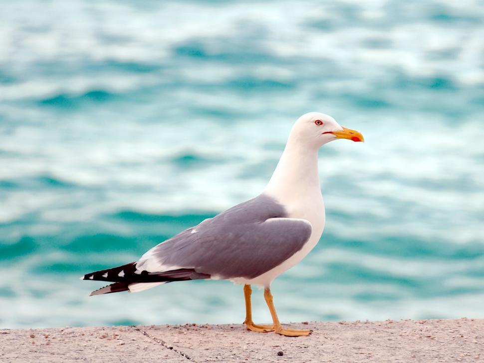 Free Image of The bird 