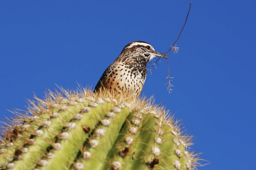 Free Image of Cactus wren 