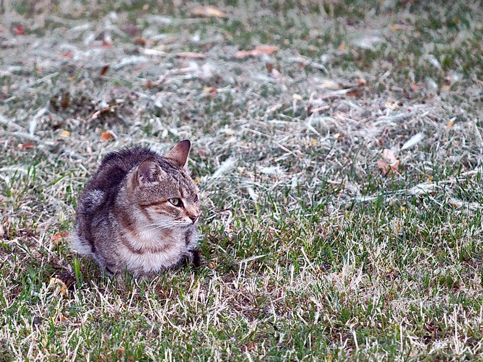 Free Image of The hunter 