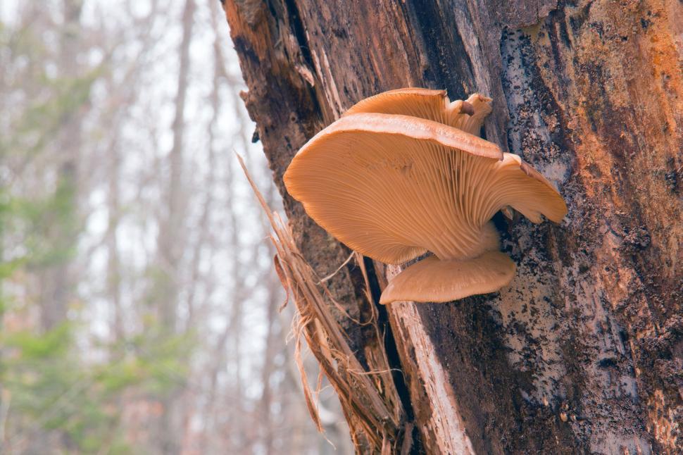 Free Stock Photo of Fungi Growing on a Dead Tree Download Free Images