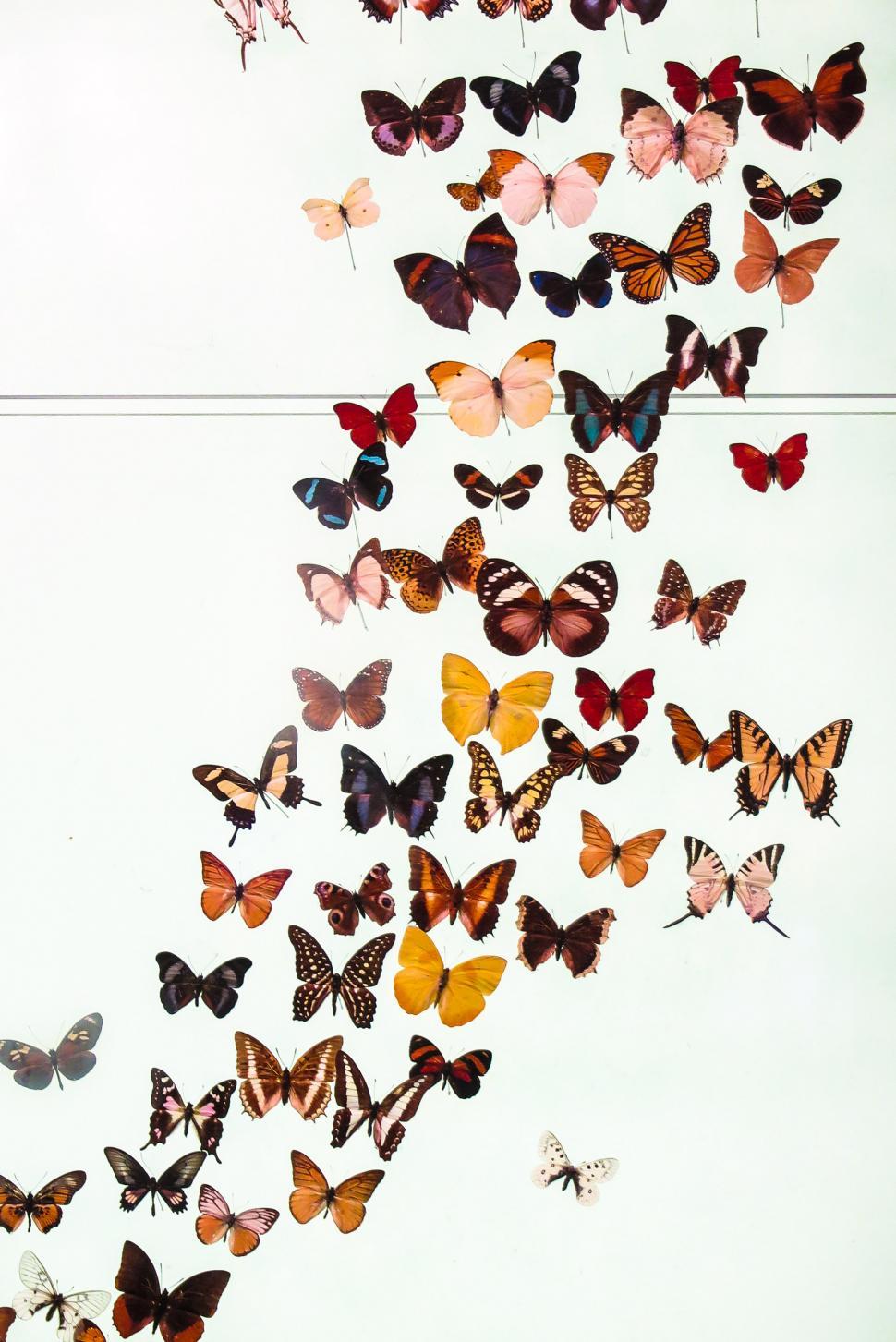 Free Stock Photo of Colorful butterfly exhibit | Download Free Images ...