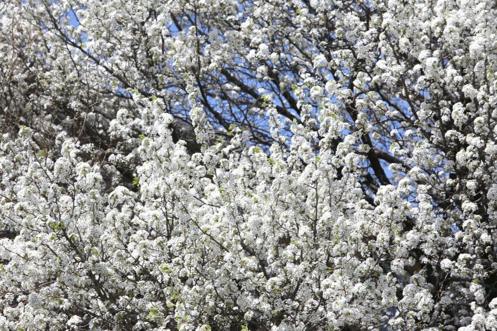 Free Image of Tree With White Flowers Against Blue Sky 