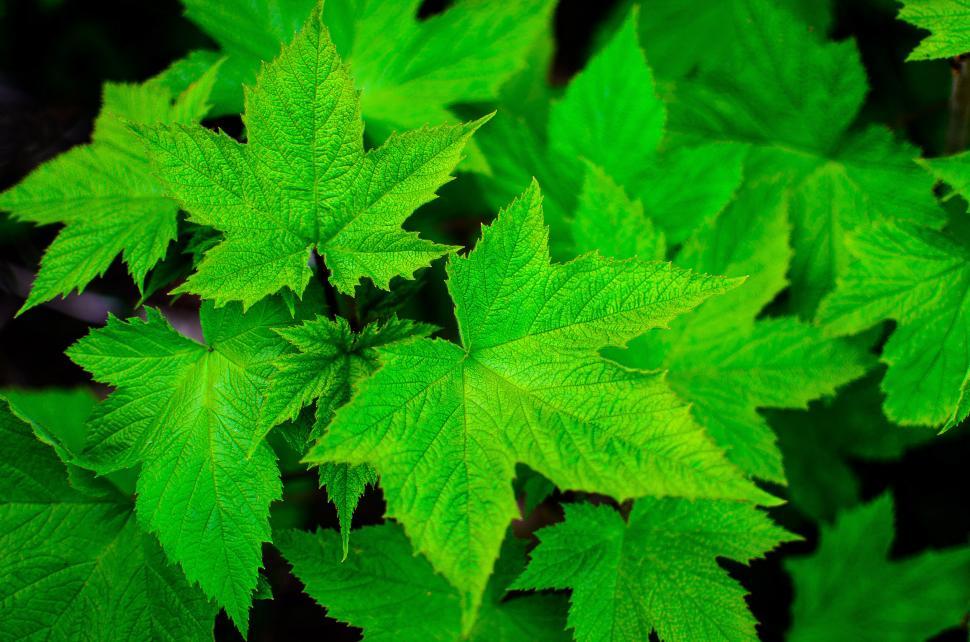 Free Image of Close Up of a Green Leafy Plant 
