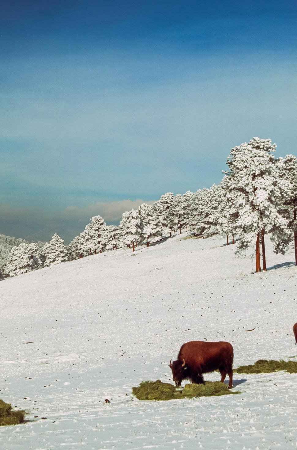 Free Image of American Bison 