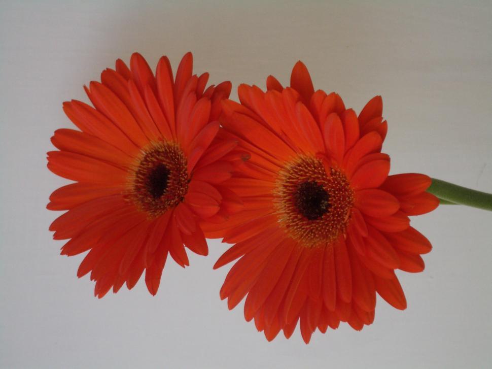 Free Image of Flowers - Gerbera Daisies 