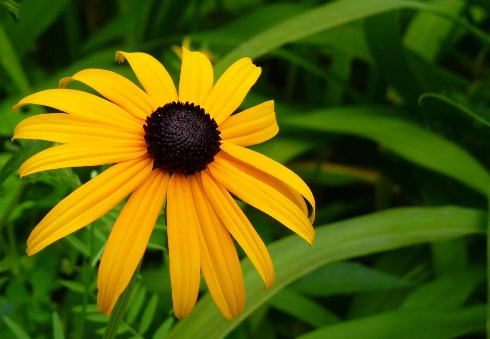 Free Image of Black-eyed Susan Rudbeckia Flower 