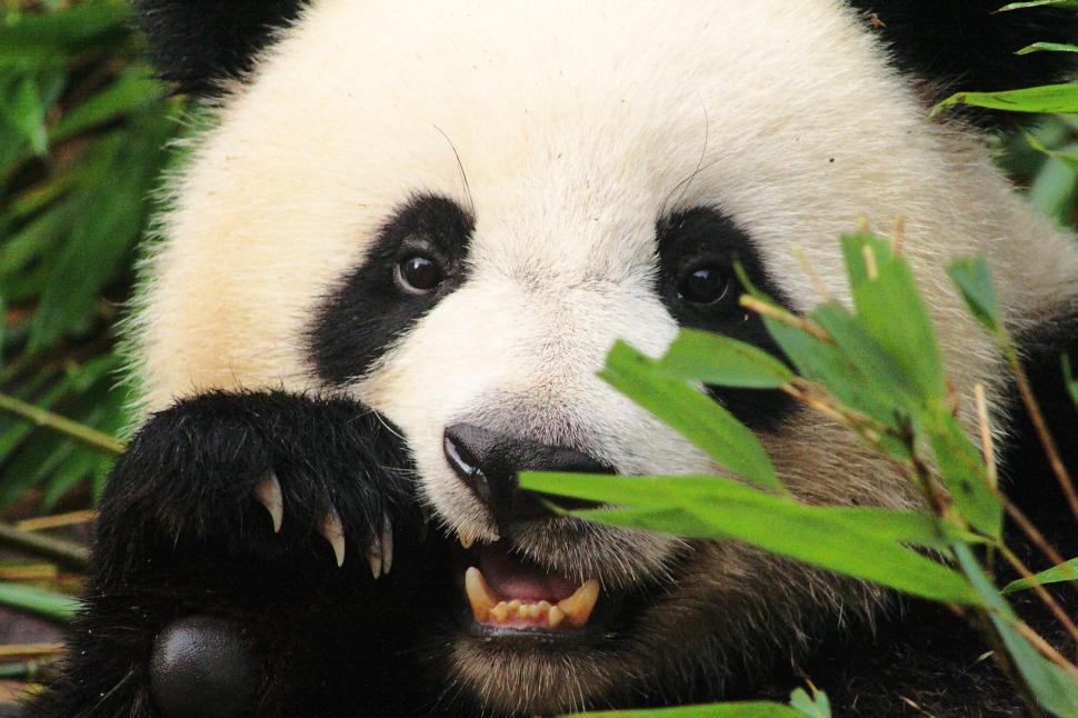 panda bear eating