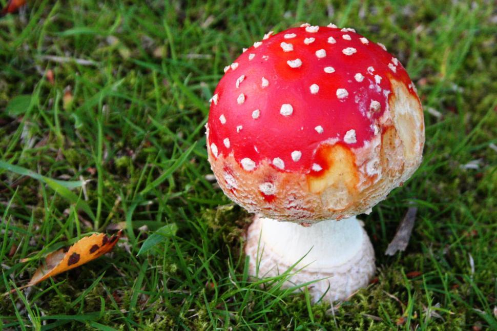 Free Stock Photo of Toadstool | Download Free Images and Free Illustrations