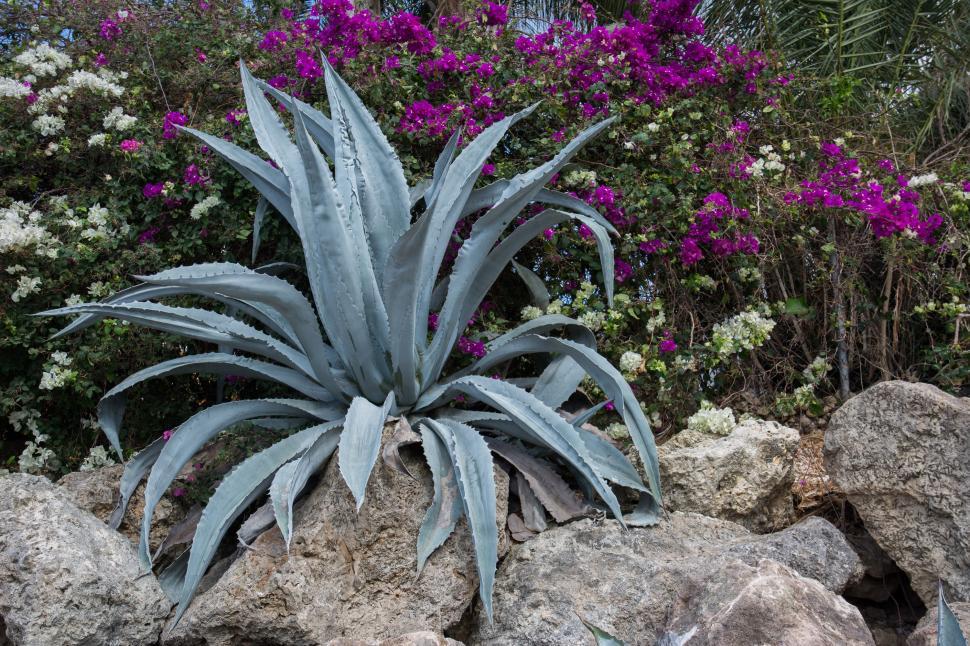 Free Image of Blue Plant on Top of Rocks 