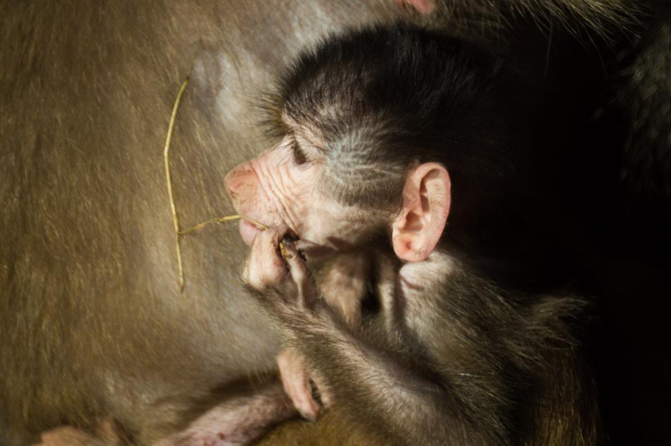 Free Stock Photo of Small Monkey Laying Down on the Ground | Download ...