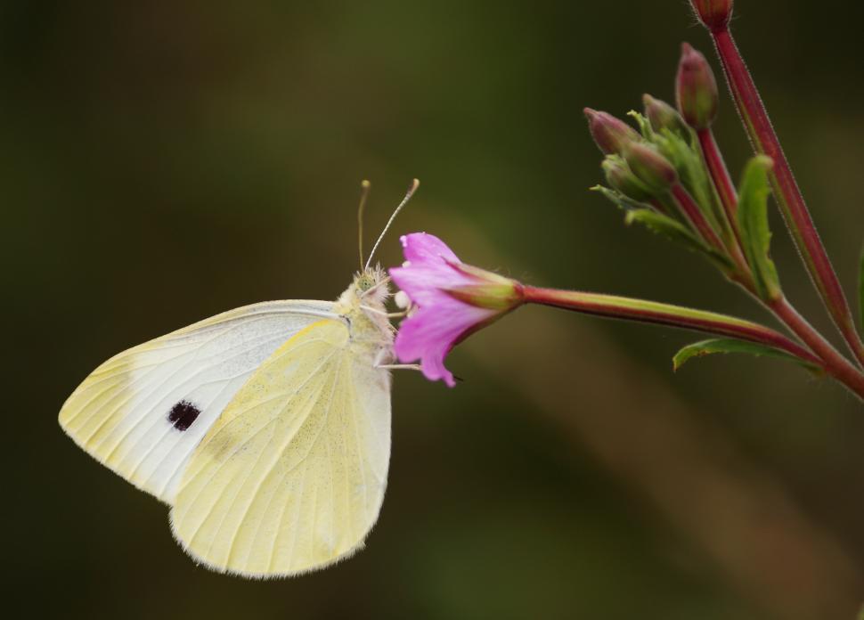 Free Image of White Butterfly on Pink Flower 