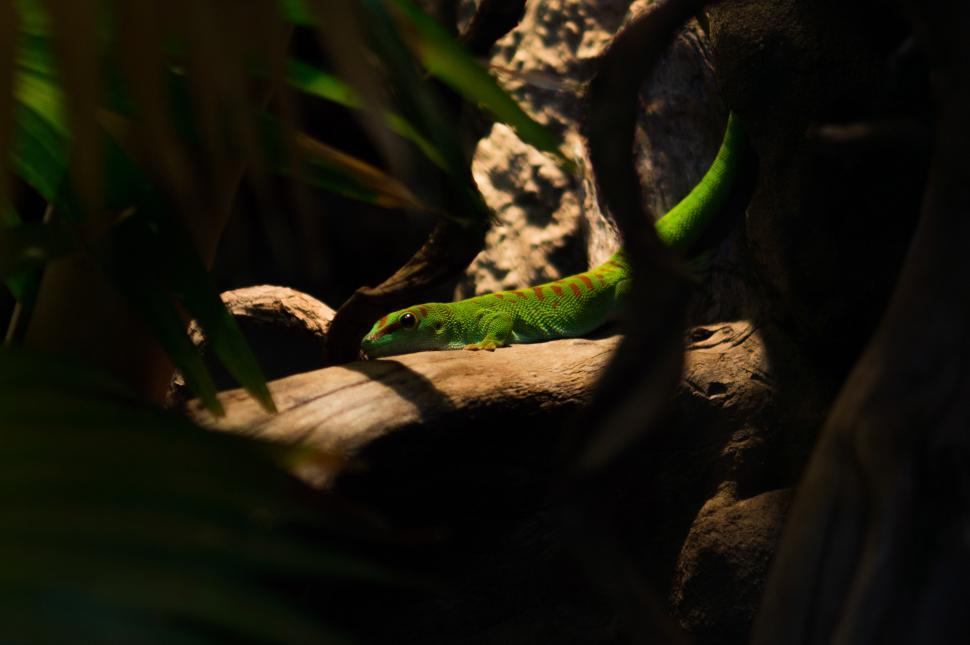 Free Image of Lizard Resting on Rock 