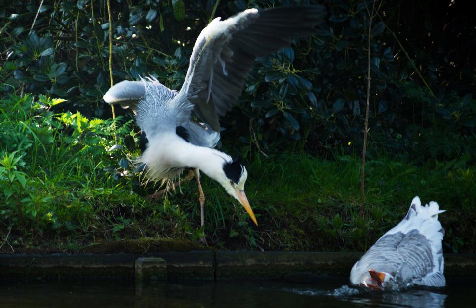 Free Image of Large Bird Flying Over Body of Water 