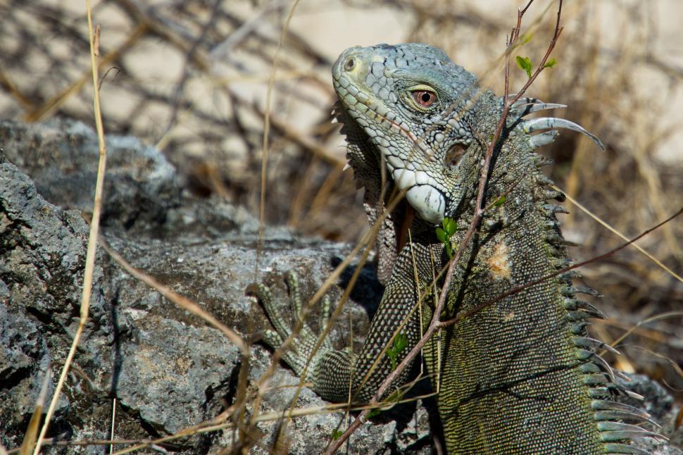 Free Image of Large Lizard Sitting on Top of Rock 