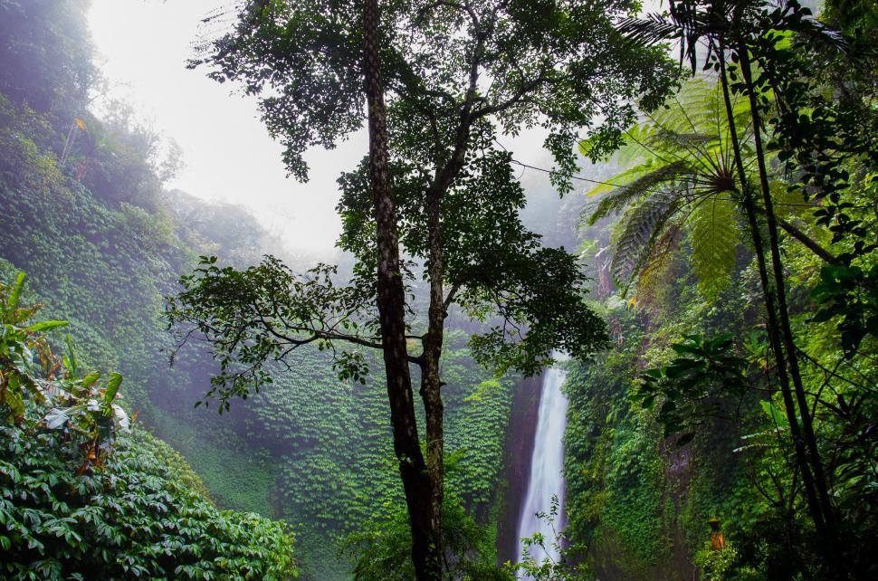 Free Image of Dense Green Forest With Abundant Trees 
