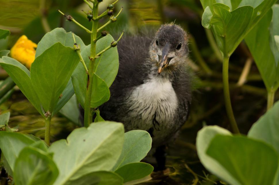 Free Image of Small Bird Perched in Center of Plant 